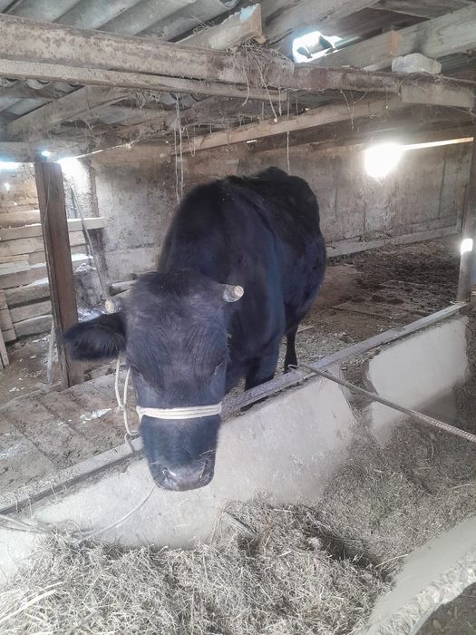 Сиыр сатылады 1 айда туады