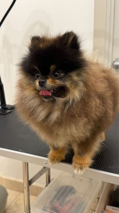 Pomeranian mascul de vanzare