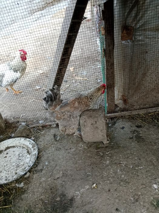 Продам домашний курей