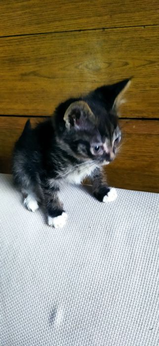Отдам котят мальчики и девочки