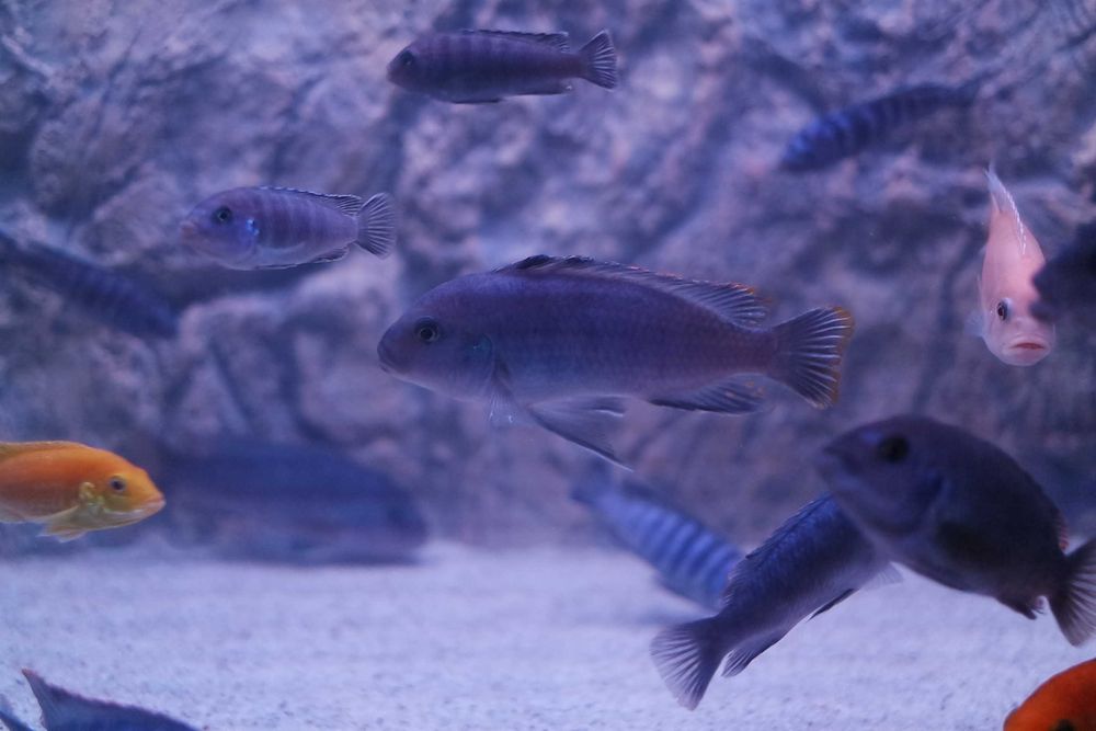Vand Maylandia Callainos cobalt zebra cichlid