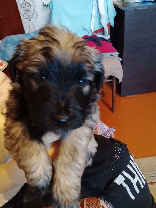 Щенки очень симпатичные метисы