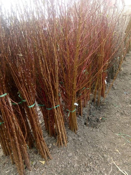 Butasi vita de vie și pomi fructiferi