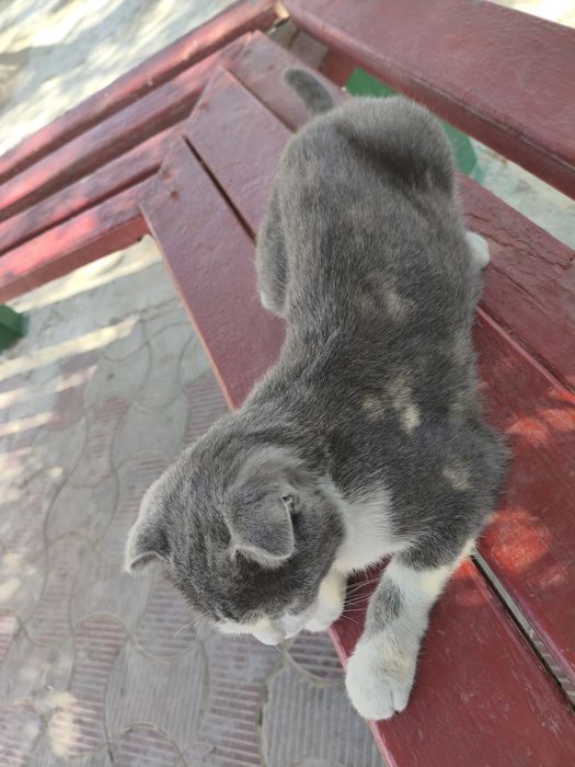 Продаю кота вилосуху