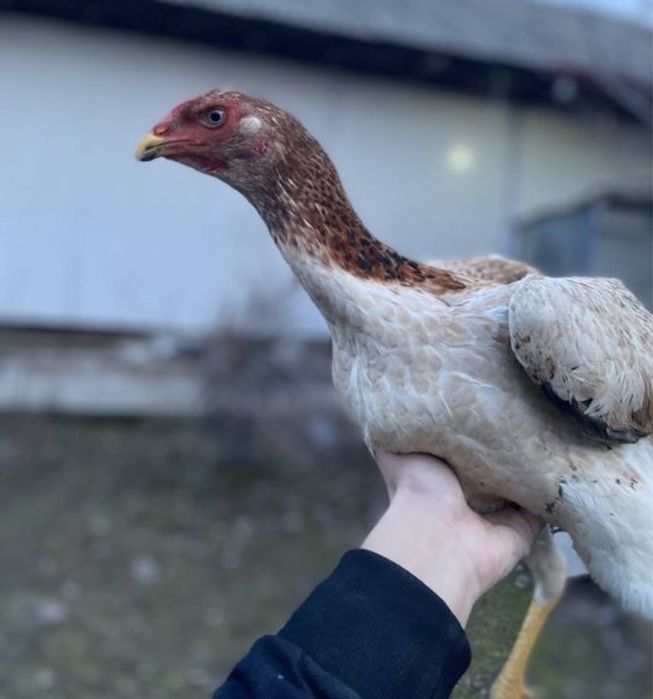 Дакан  тухумлари