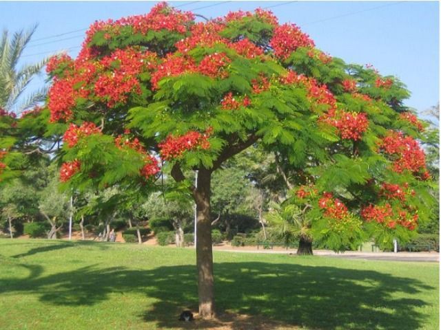 Delonix Regina (Arborele De Foc )