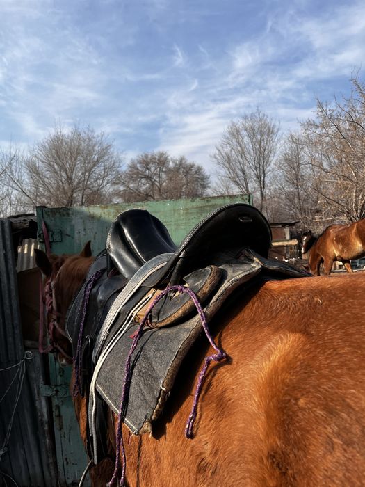 Продам седло каварелийское