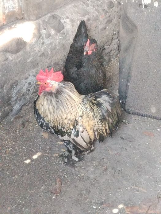 Cocoșel conchinhina