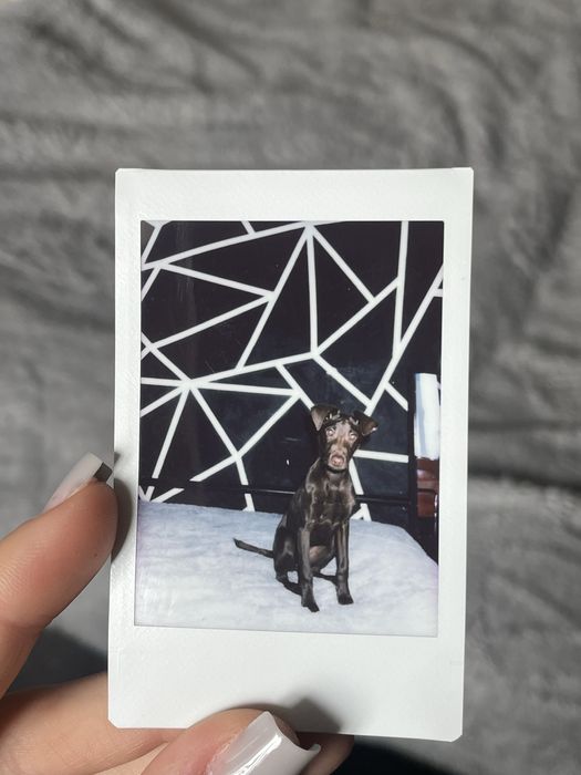 Помесь Лабрадора Ретривера