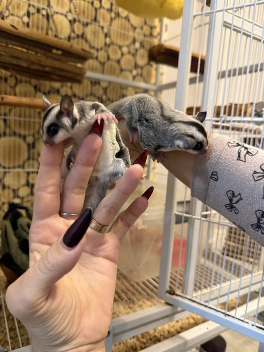 Vand  veverite sugar glider