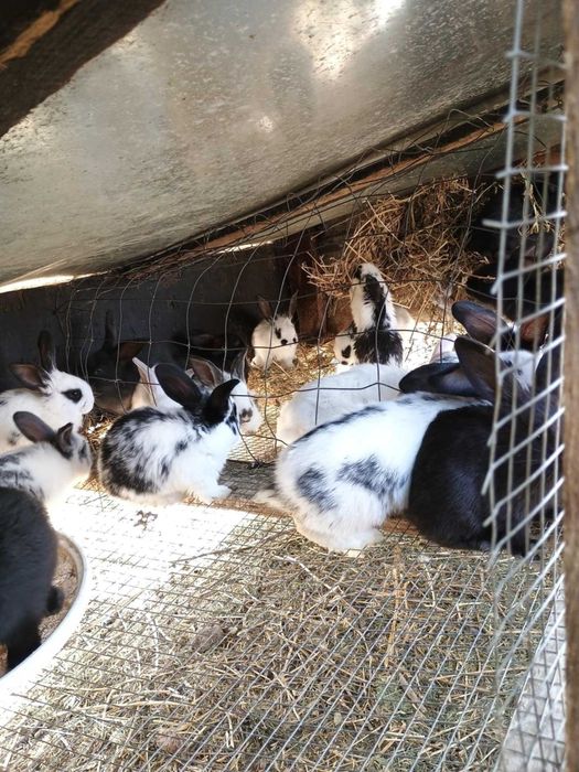 Vând iepurași de casă