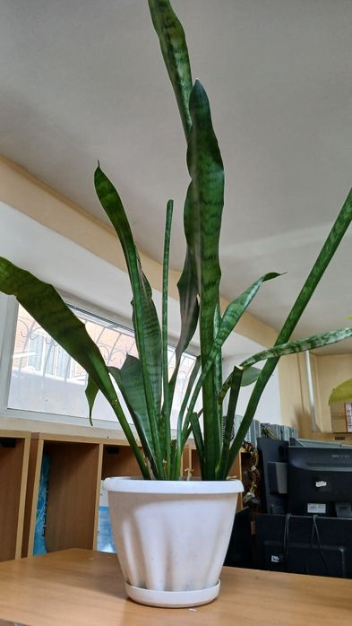 Цветок для офиса квартиры