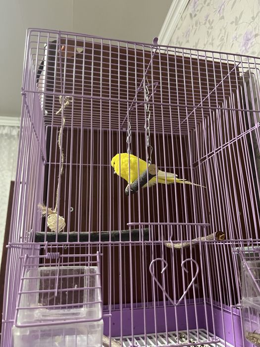 СРОЧНО Попугай волнистый по кличке Коко