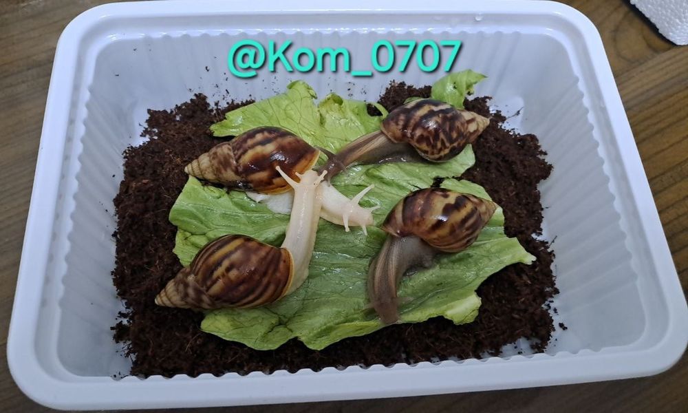 Улитка ахатин косметологический