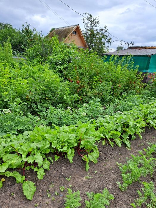 Продам дачу с.о Черёмушки