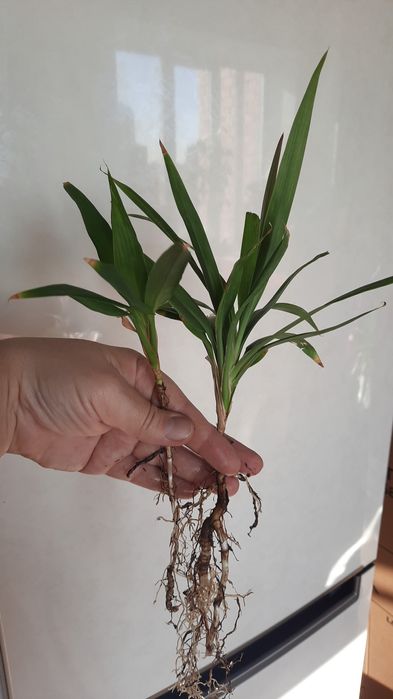 Продам комнатные цветы от 300тг.