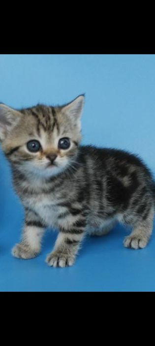 Скотиш страй  1 месяц 2 недели.
