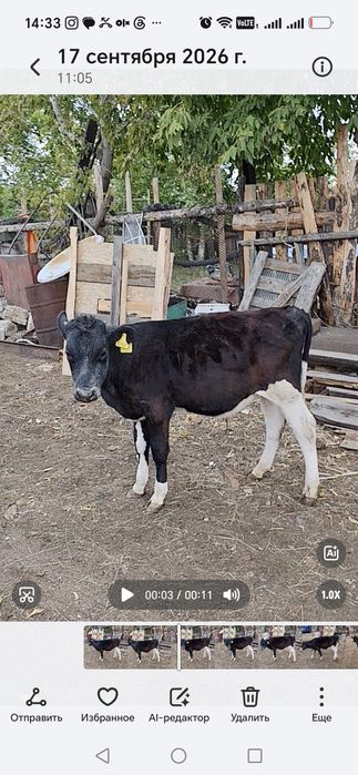 Продам телят 2 х бычков и 1 телочку