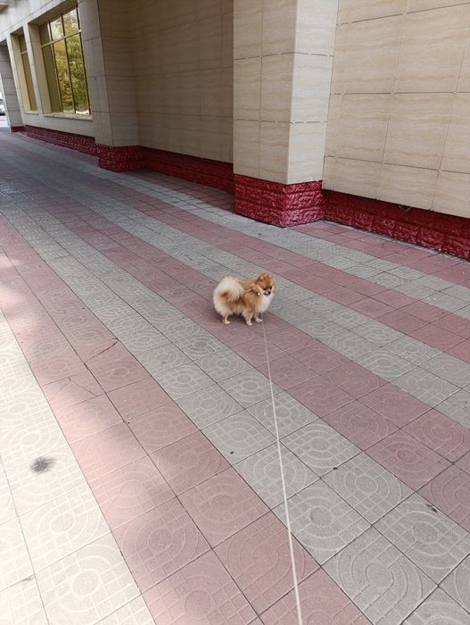 Щенок шпица сука