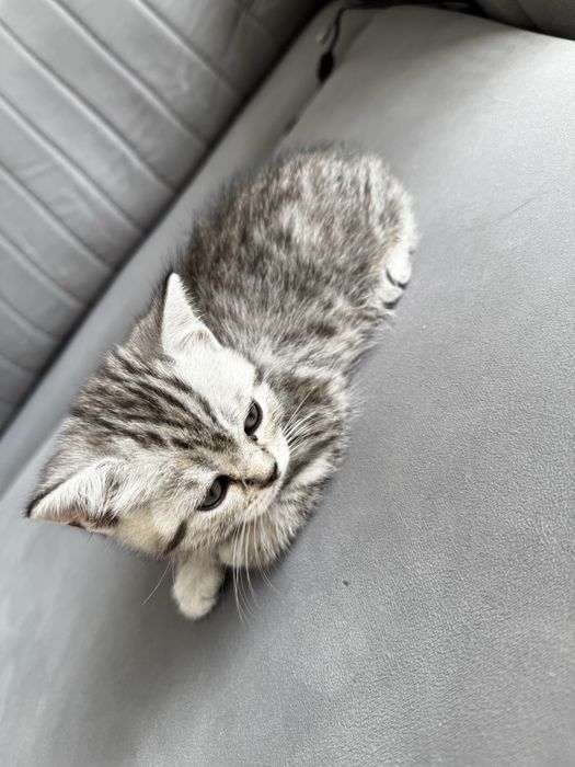 Продам породистую