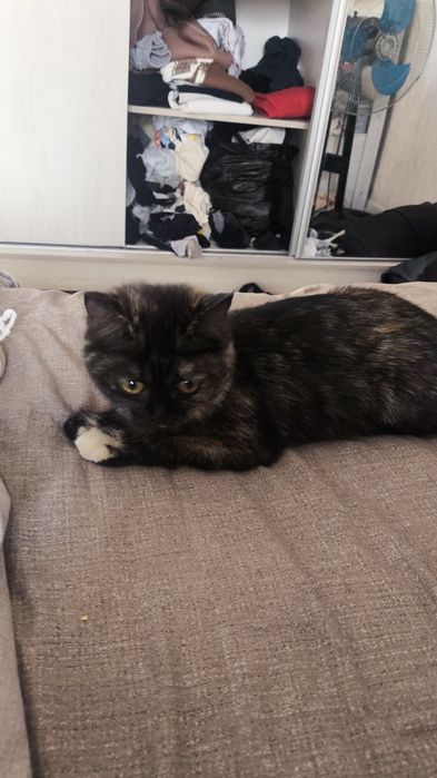 Кошка шатланская прямоухая