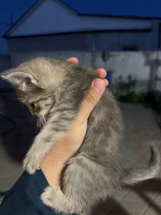 Отдам даром котенка