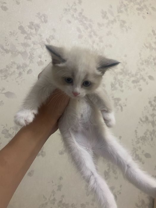 Продается кошка