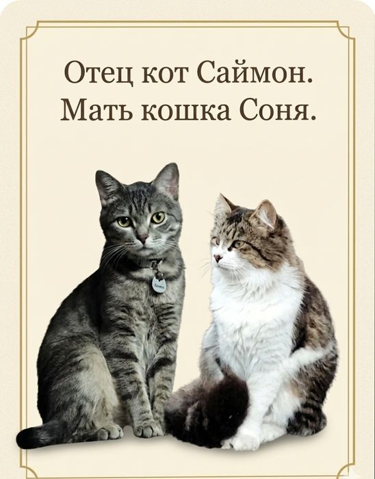 Отдам котят в добрые руки