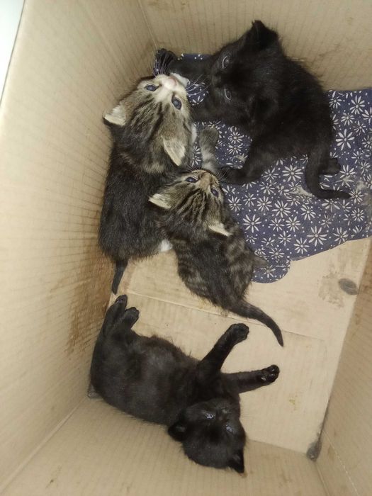 Отдам прекрасных котят
