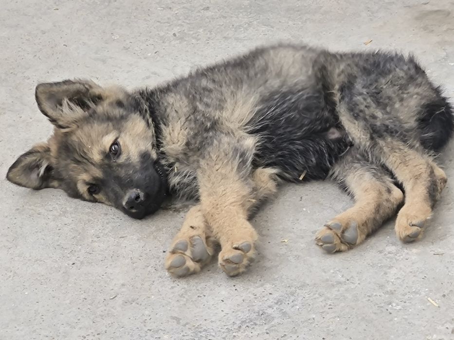 Тозза конли овчарка кучук акилли апортлари бор