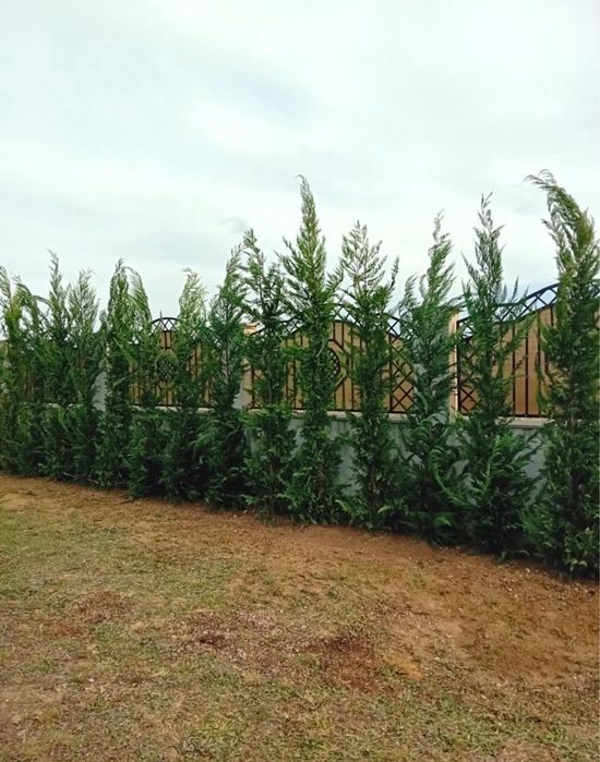 Mesteacan / Leylandii / Platan