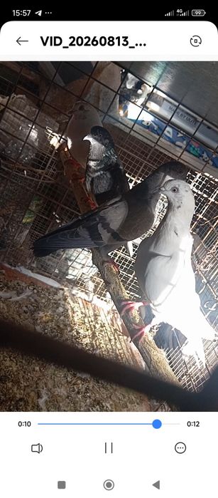 Sotiladi Toshkent shahar Bektemir tumani xamas uchib oʻynid srochn xam