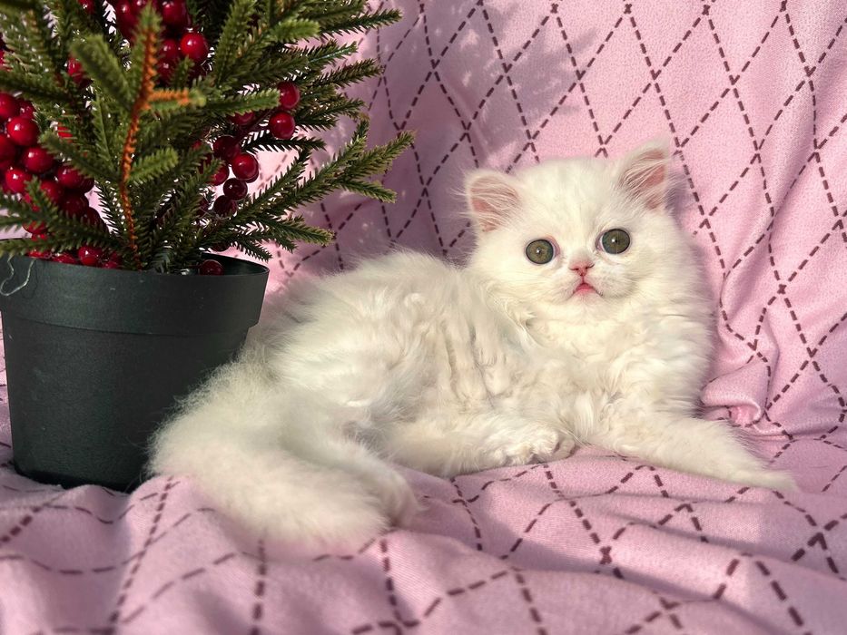 Pisicuță adorabilă Scottish Straight Longhair, cu Pedigree