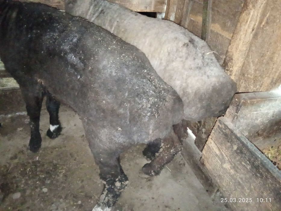 Продам бараны жырные