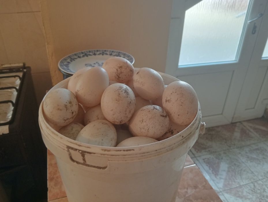 Vând ouă de rață de casa