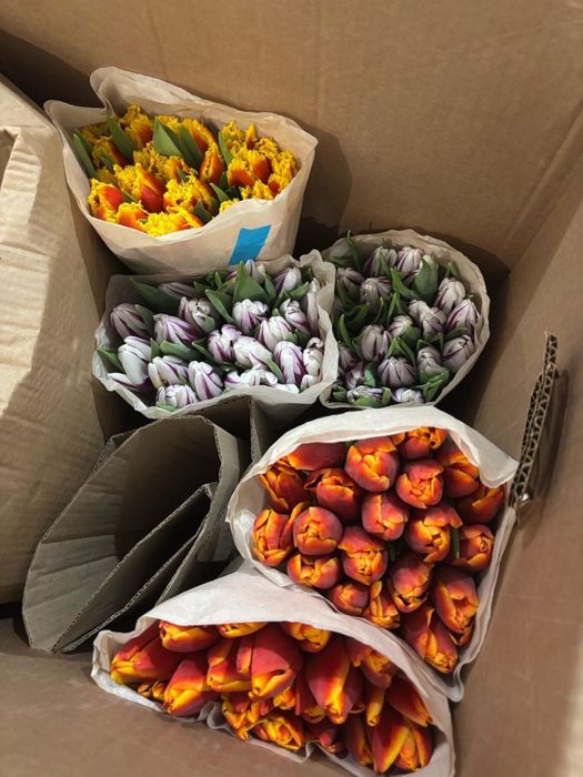 Продам тюльпаны к 8 марта