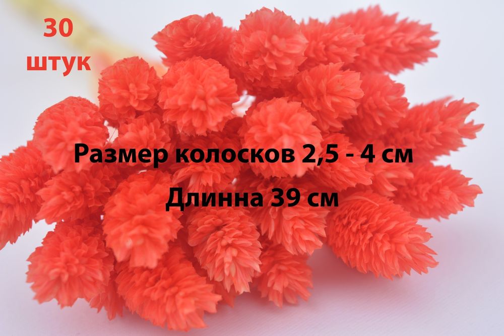 Сухоцветы. Цветы для дома.