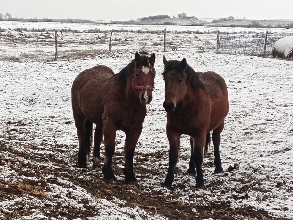 Manz de vânzar sau schimb cu balotiera sau tractoraș