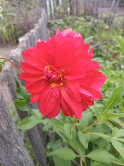 Продам клубни георгин.