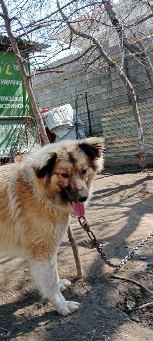 Отдам бесплатно на добрые руки