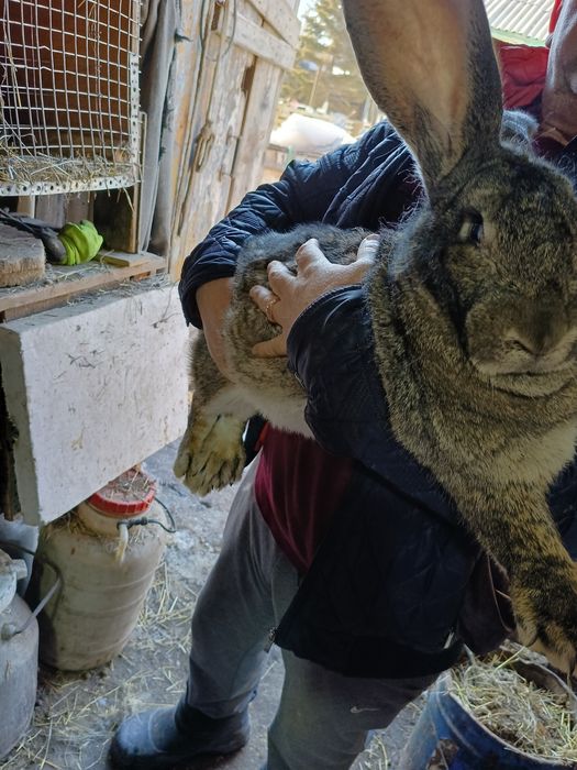 Продается кролиха