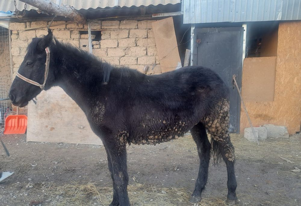 Баитал сатлады срочна