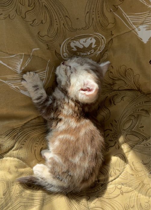 котику 1 месяц, ищет хороших хозяев!! в подарок лоток и когтеточка