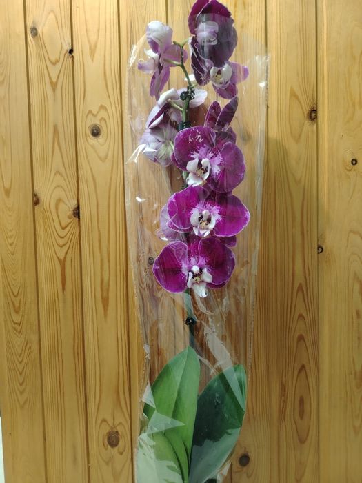 Орхидея! Орхидея!