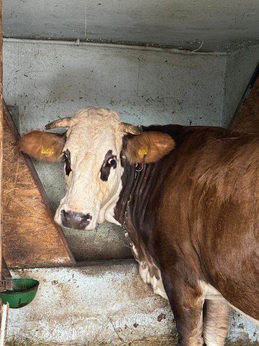 Vând vaca bălțată Romaneasca