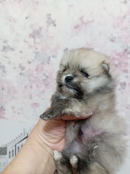 Продам щенков шпица