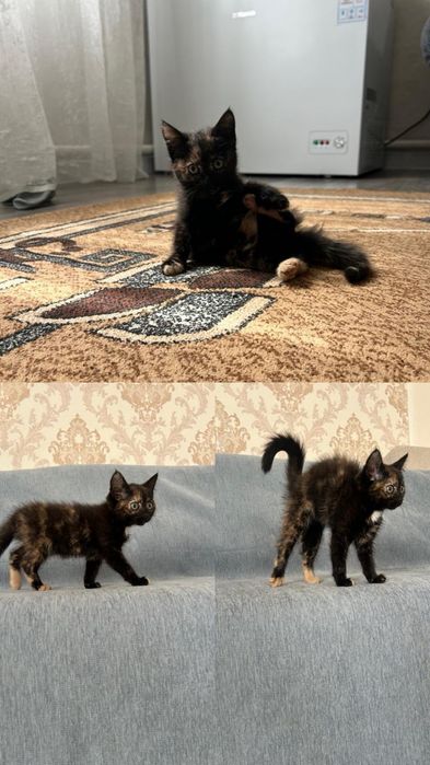 Котенок в добрые руки
