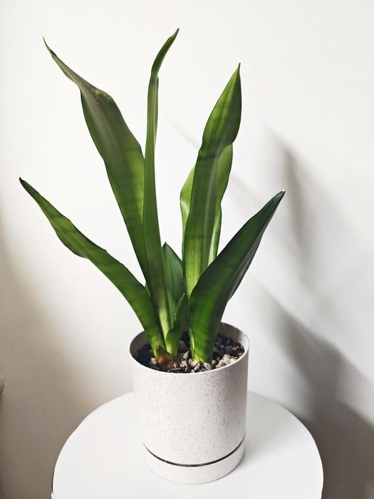 Сансевиерия Муншайн