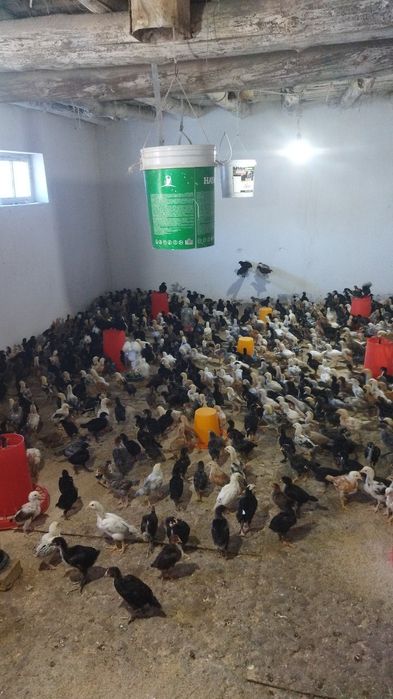 Местный жужалар сотилади