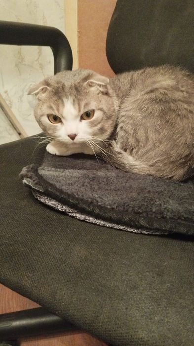 Отдам кота в добрые руки